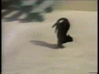 Cons De Chats (Funny Cats)