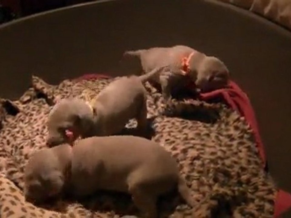 chiots femelles de Diams