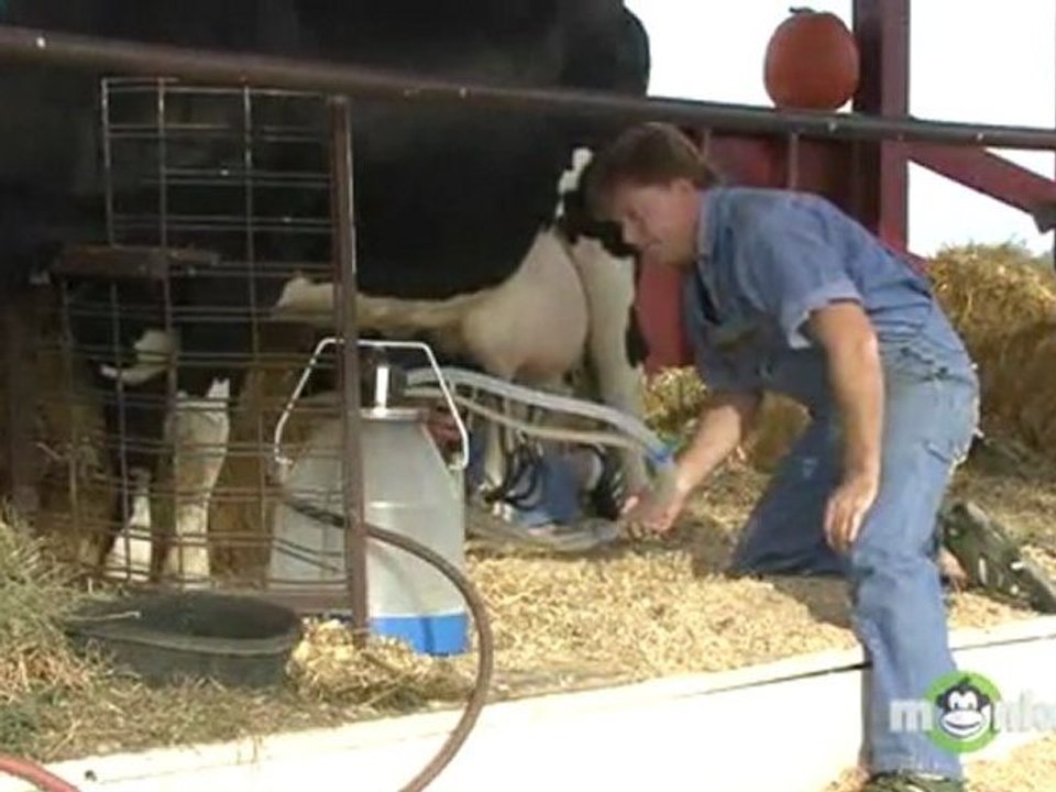 How to Milk a Cow
