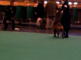 ESCAPE CRUFTS 2012