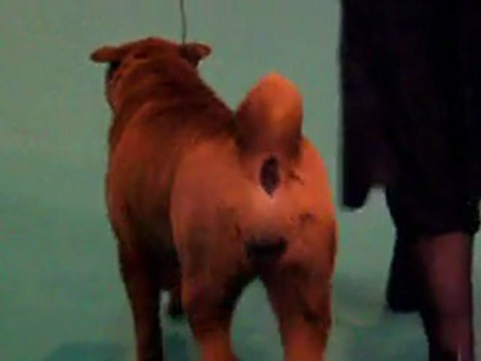 ESCAPE ON THE ROCK DES CHANDAGUERES - CRUFTS 2012