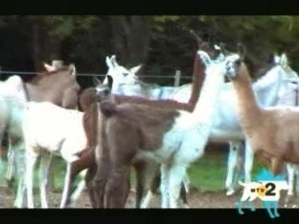 Steve-O - Le Lama