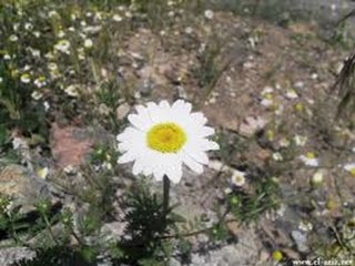 DELİ BELA  SİNAN ERKOÇ