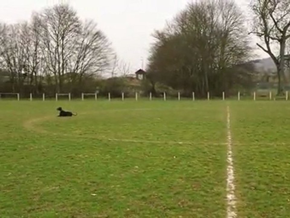 "En-avant" Viona  Dobermann 19 mois