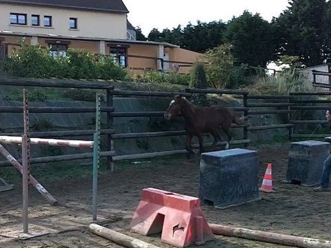 hongre de 3 ans débourré monté