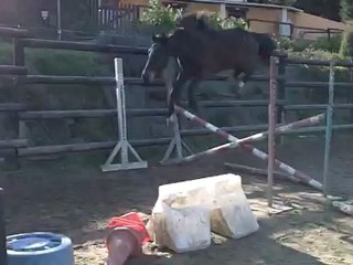 femelle de trois ans debourée et montée