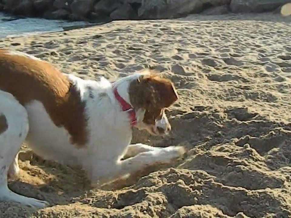 18 fevrier 12 à la plage