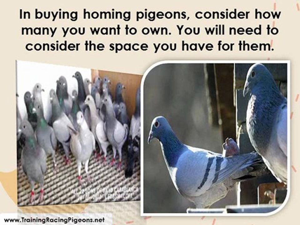 Guaranteed Benefits of Getting Homing Pigeons video Dailymotion