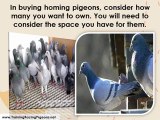 Guaranteed Benefits of Getting Homing Pigeons
