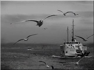 NEDEN Sevdim seni biliyormusun..