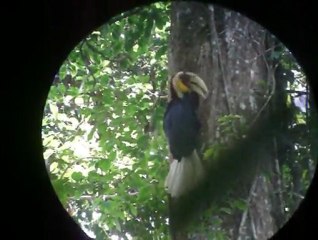 Wreathed Hornbill of Khao Yai NP, By Mr.Isara Local guide Thailand