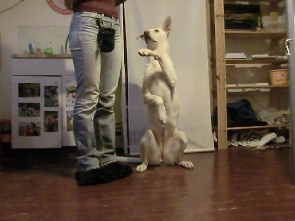 Marche au pied étape 3 + exercices d'obr (baille, croise, revers...)