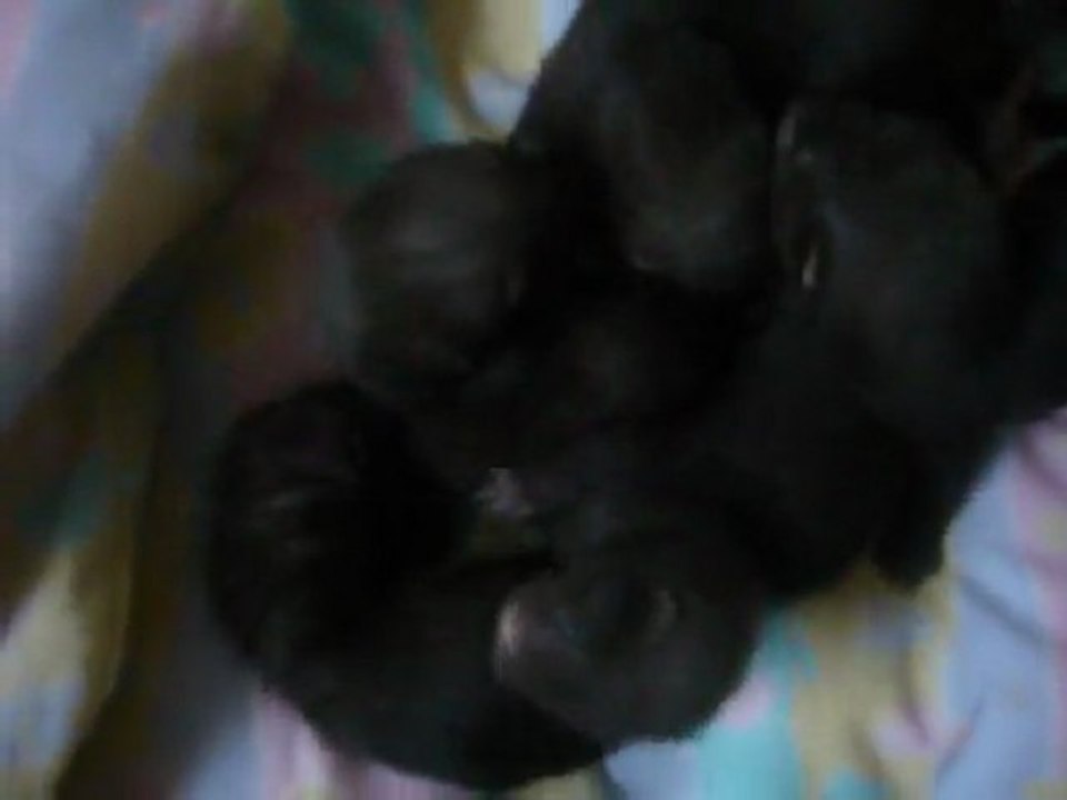 Bebe Kaina 32 jours  (2)