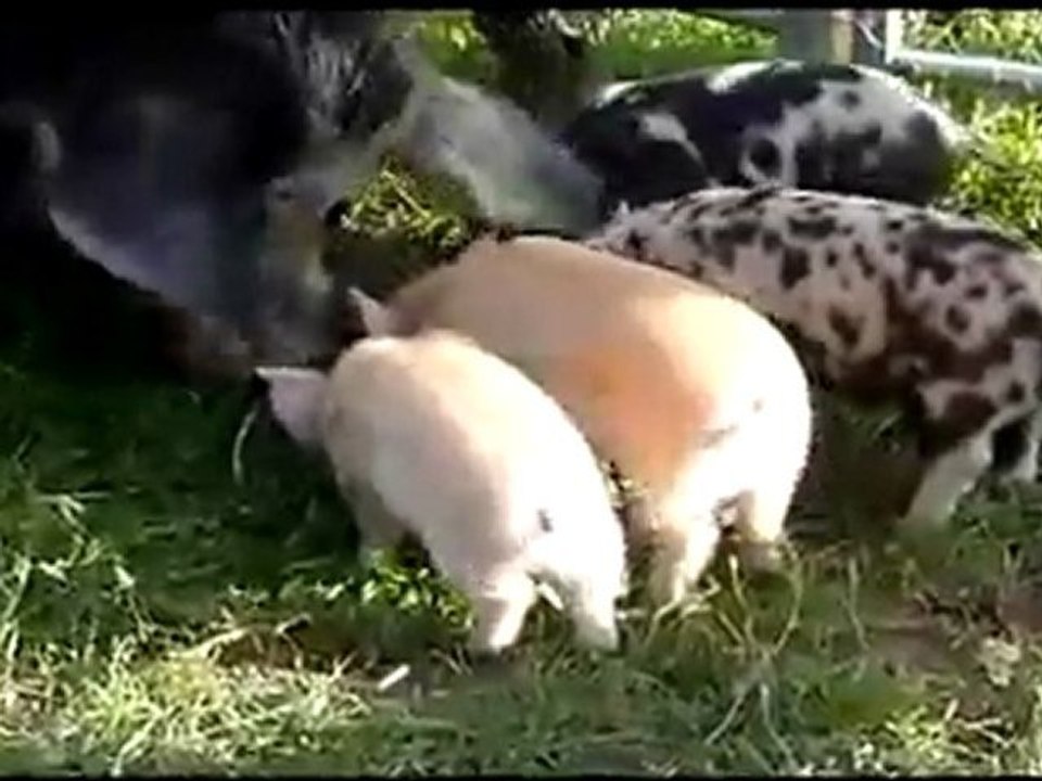cochon volant