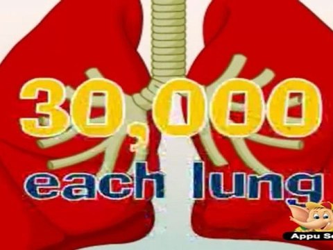 Learn Human Body - Respiratory System