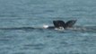 Gray Whale Watching Off Laguna Beach