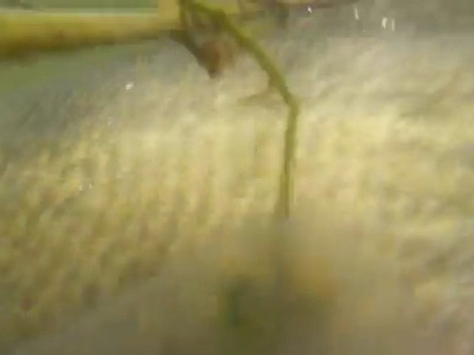 Sandre 77cm catch and release