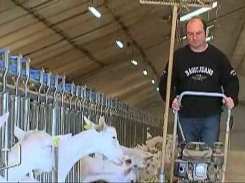 Les producteurs de lait de chèvre inquiets