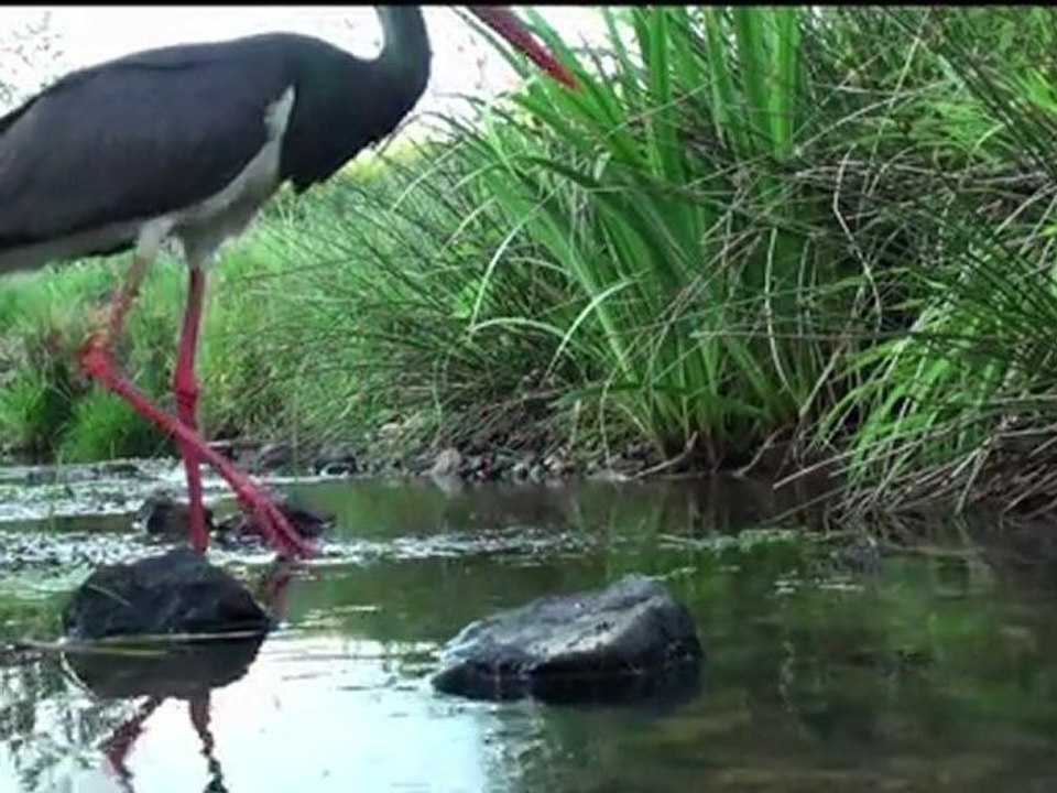 cigogne noire