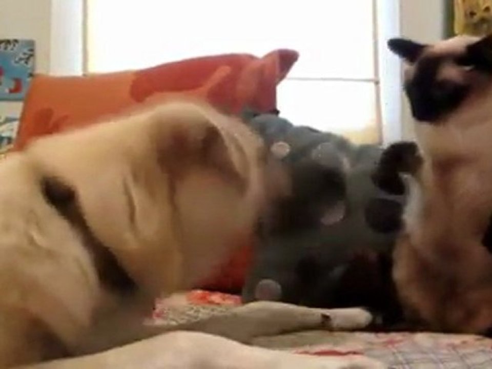 Er-nervt_Sie-boxt_Hund-Katze