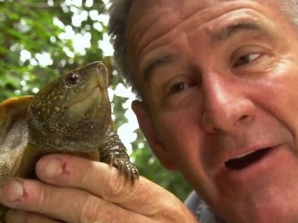 big-headed turtle