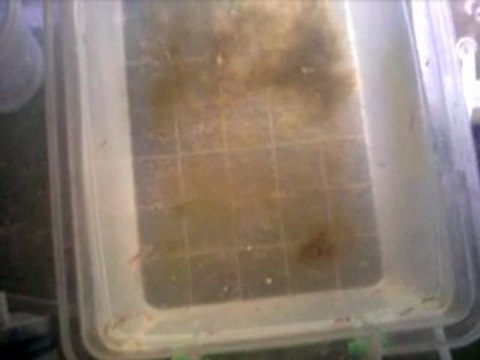 Filmim ARTEMİA YAVRULARI VE YAVRULARI