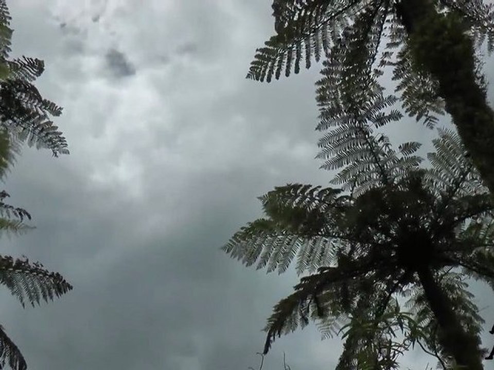 Fanceline Walk -Tararua Forest Park / New Zealand (HD)