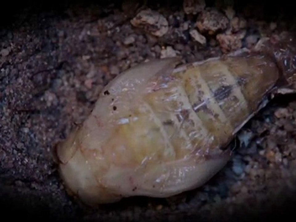 nymphose