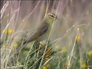 Heureux qui comme l'oiseau...