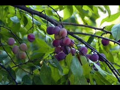 eski sevgiliye mektuplar vol.1 (içimdeki garip sesler)