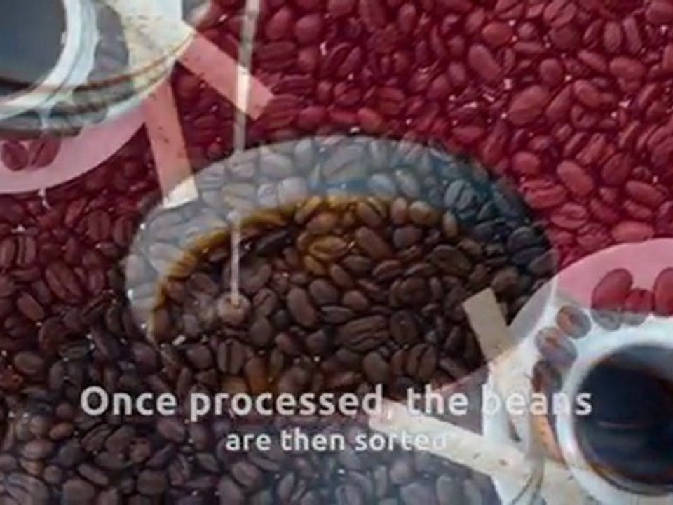Facts about Coffee