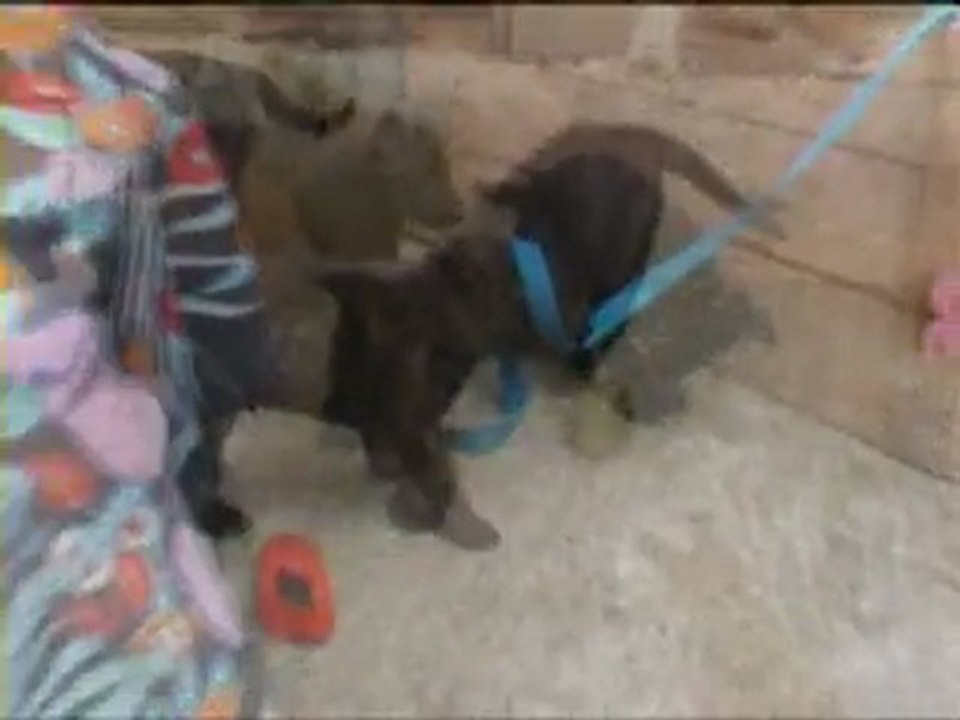 chiot berger hollandais 1mois