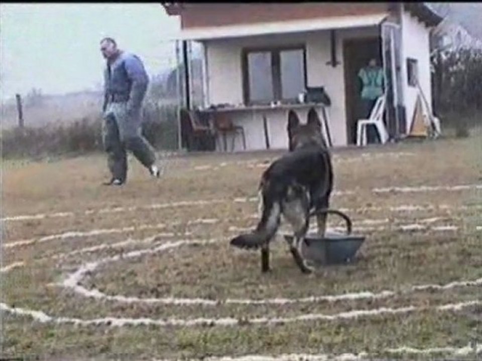 SCHIKO des Orckis de l'Adret-6-2-05_vaugneray3