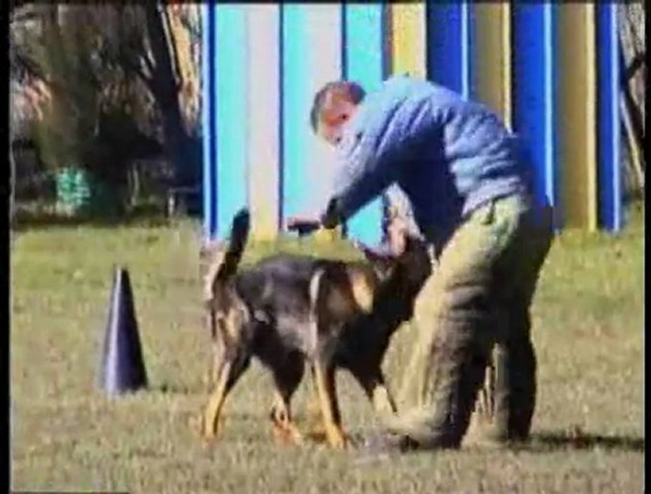 SCHIKO des Orckis de l'Adret--entrainement