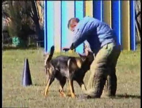 SCHIKO des Orckis de l'Adret entrainement