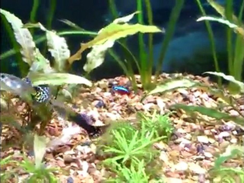 Mes poissons