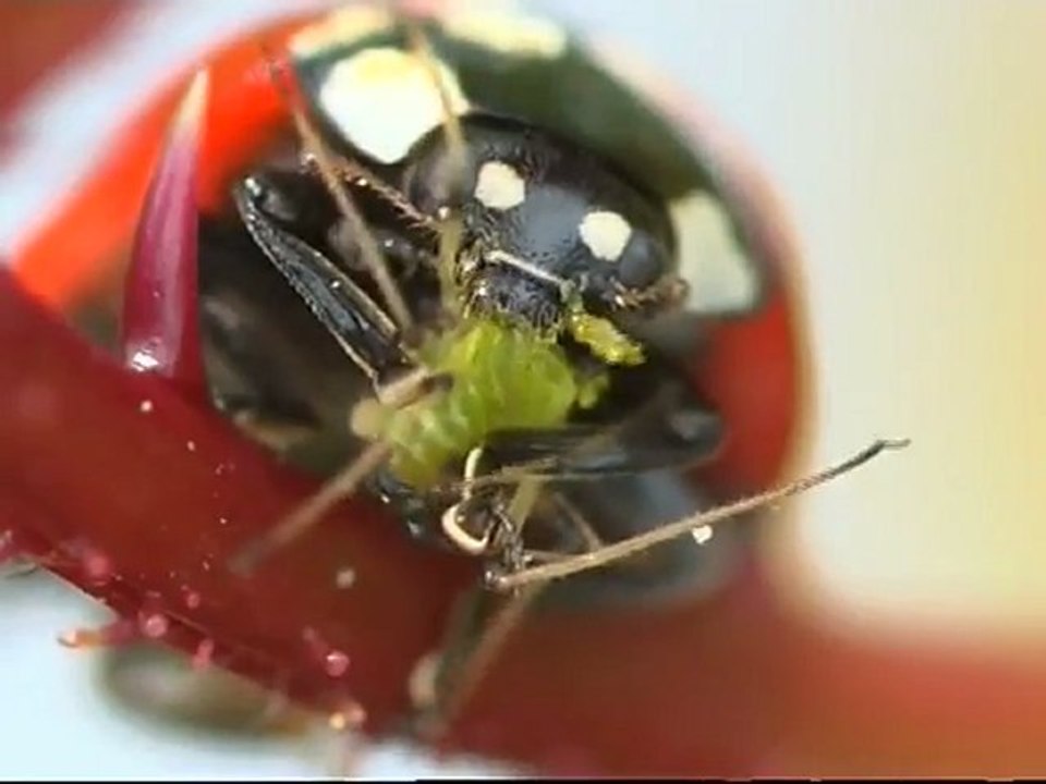 L'affaire coccinelle, mise au point