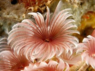 amatör şarkı şiir- Yarimsiz Tek Başıma