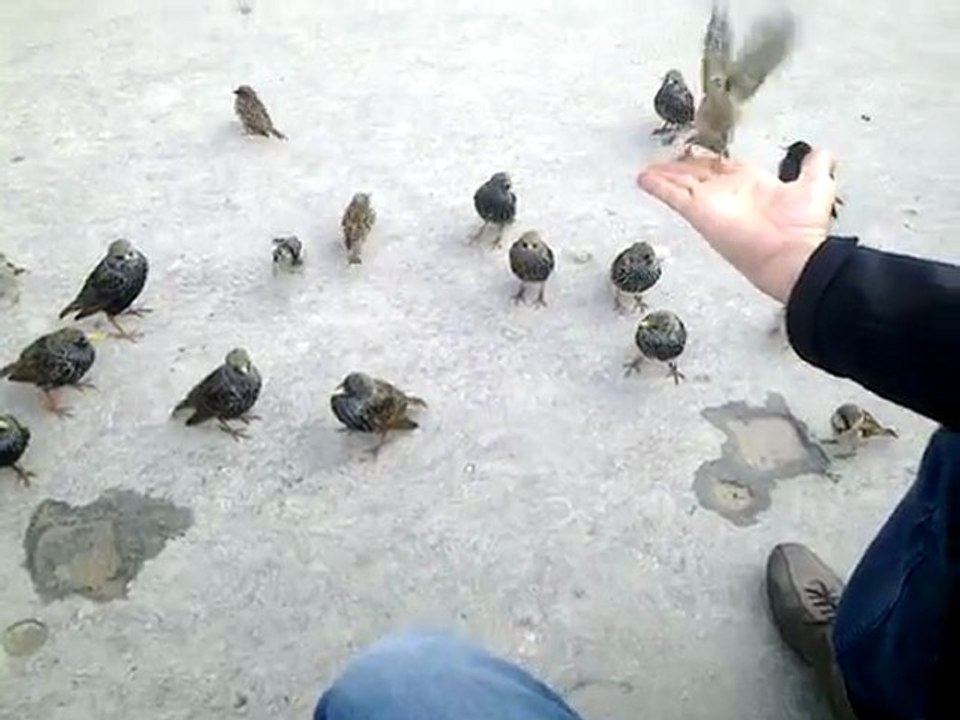 oiseaux