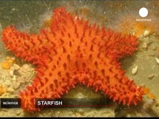 Descubiertas tres nuevas estrellas de mar en Perú