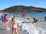Sauvetage de 30 dauphins échoués sur une plage