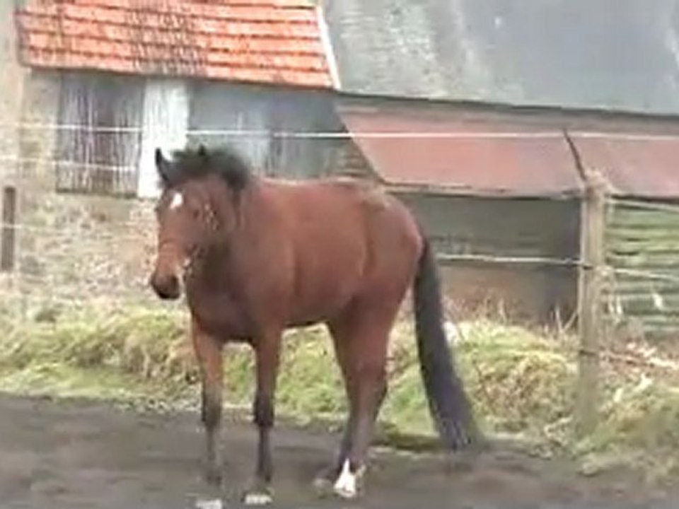 camescope 2.3.2012 020