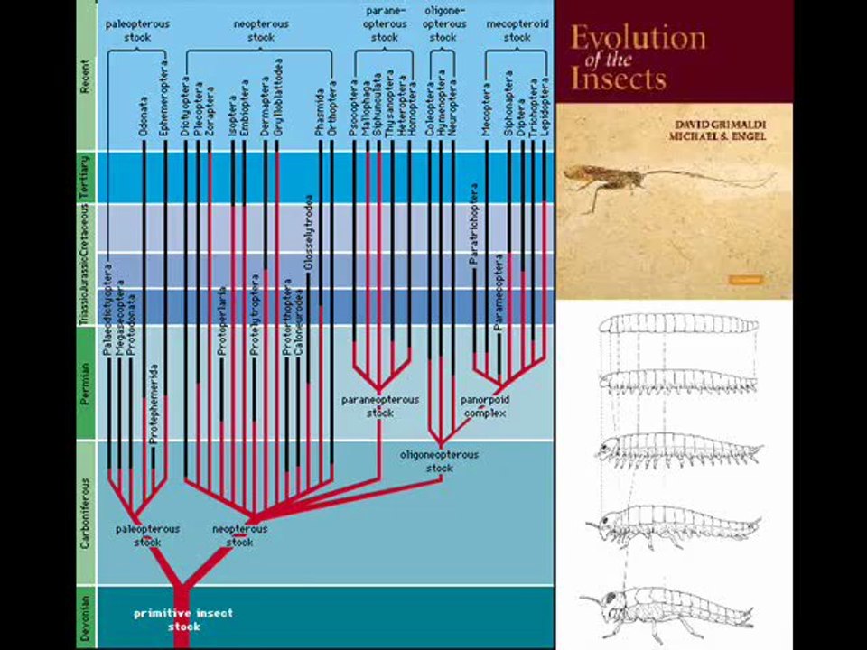 9th Foundational Falsehood of Creationism: "No Transitional Species"