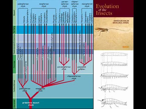 9th Foundational Falsehood of Creationism: No Transitional Species