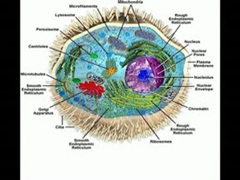 6th Foundational Falsehood of Creationism: "Evolution Must Explain Everything"