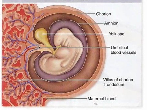 10th Foundational Falsehood of Creationism: No Common Ancestry Indicated in Fossils or Biology