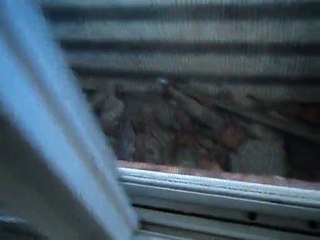 EL CONEJO ASUSTADOR...ASUSTADO