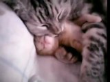 Mother Cat Hugs Baby Kitten