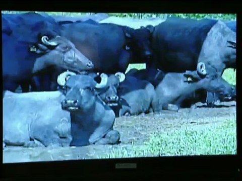 amor eterno amor teaser cap 5