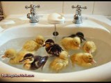 Cute Animals Taking a Bath!